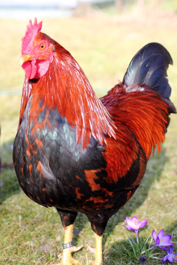 Lokation: Deutschland | Nordrhein-Westfalen | Bergisch Gladbach | Rodemich Kategorien: Hühner, Datum: 15.03.2012