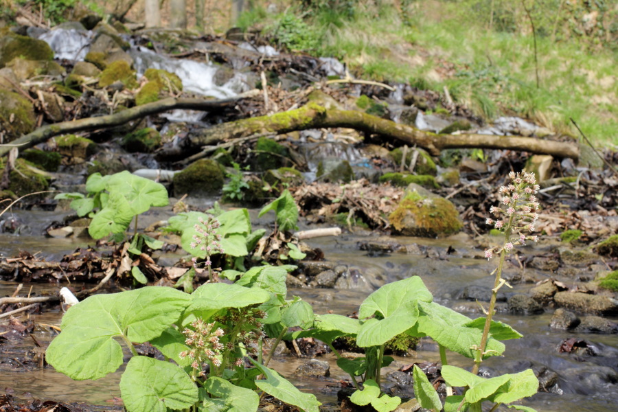 Lokation: Deutschland | Nordrhein-Westfalen | Bergisch Gladbach | Dombach Kategorien: Bach, Datum: 06.04.2012
