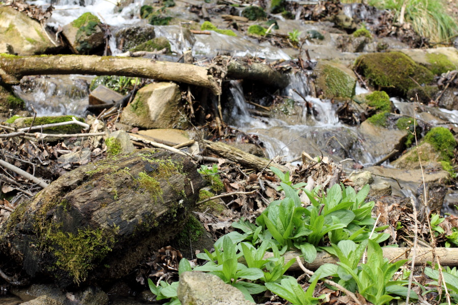 Lokation: Deutschland | Nordrhein-Westfalen | Bergisch Gladbach | Dombach Kategorien: Bach, Datum: 06.04.2012