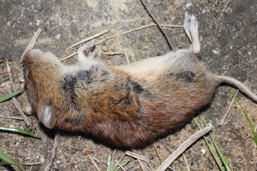 Ratte, Lokation: Deutschland | Nordrhein-Westfalen | Bergisch Gladbach | Rodemich Kategorien: Säugetiere, Datum: 29.04.2012