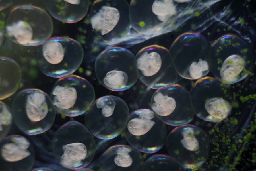 Lokation: Deutschland | Nordrhein-Westfalen | Bergisch Gladbach | Rodemich Kategorien: Schnecken, Datum: 15.05.2012