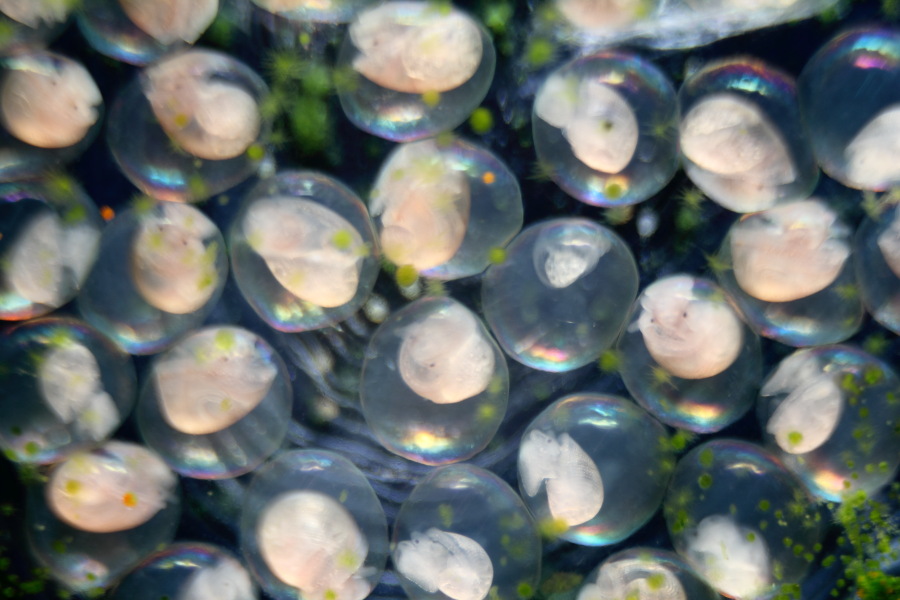 Lokation: Deutschland | Nordrhein-Westfalen | Bergisch Gladbach | Rodemich Kategorien: Schnecken, Datum: 17.05.2012