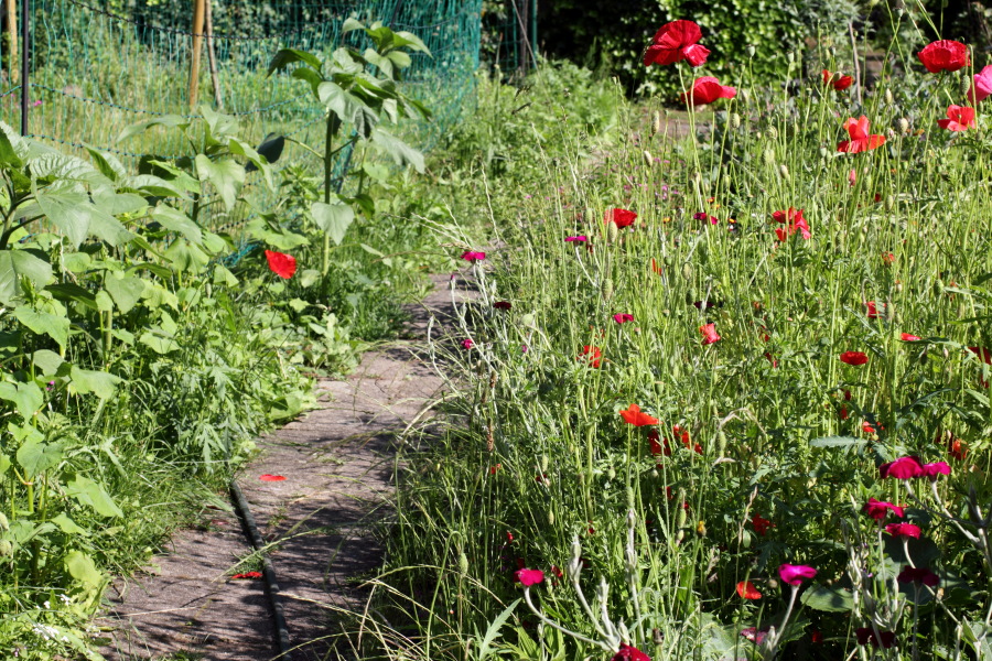 Lokation: Deutschland | Nordrhein-Westfalen | Bergisch Gladbach | Rodemich Kategorien: Naturgarten, Datum: 17.06.2012