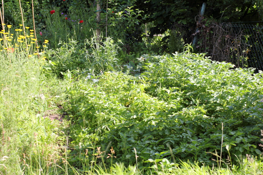 Lokation: Deutschland | Nordrhein-Westfalen | Bergisch Gladbach | Rodemich Kategorien: Permakultur, Datum: 17.06.2012