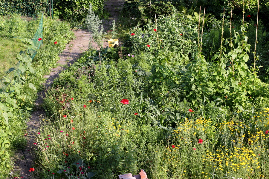 Lokation: Deutschland | Nordrhein-Westfalen | Bergisch Gladbach | Rodemich Kategorien: Permakultur, Datum: 26.06.2012
