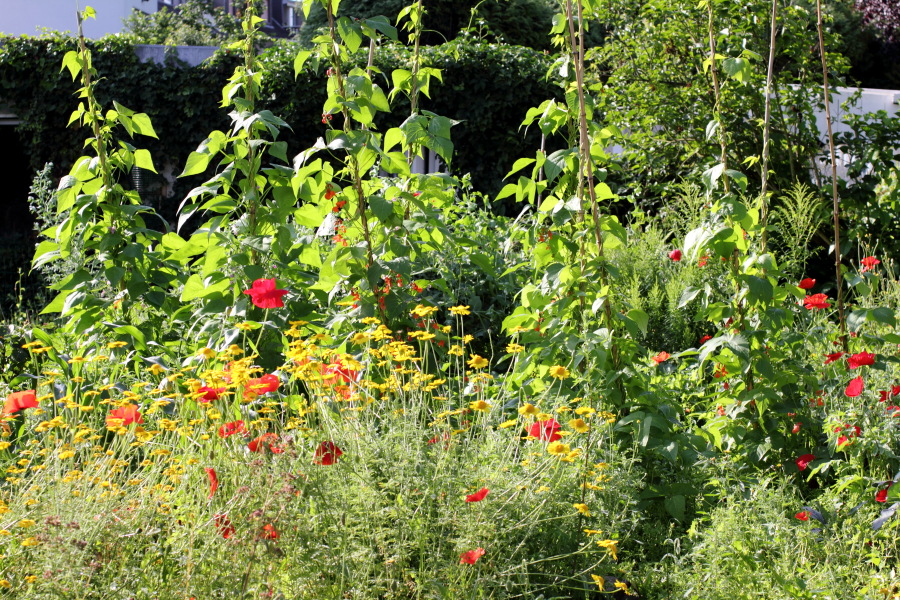 Wildblumenstreifen vor Bohnen