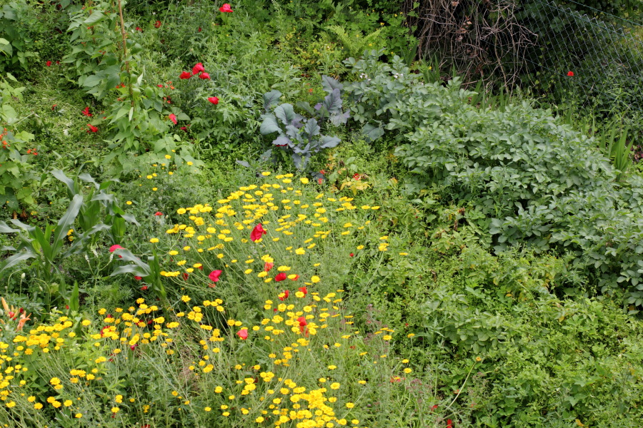 Kartoffeln- und Bohnenbeet