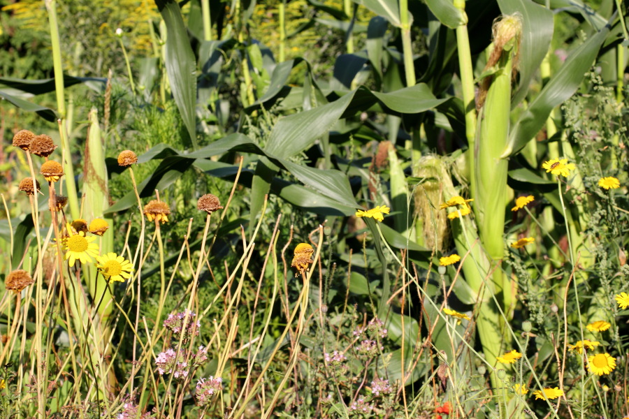 Lokation: Deutschland | Nordrhein-Westfalen | Bergisch Gladbach | Rodemich Kategorien: Permakultur, Datum: 10.08.2012