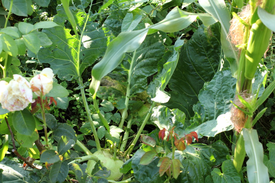 Lokation: Deutschland | Nordrhein-Westfalen | Bergisch Gladbach | Rodemich Kategorien: Permakultur, Datum: 10.08.2012