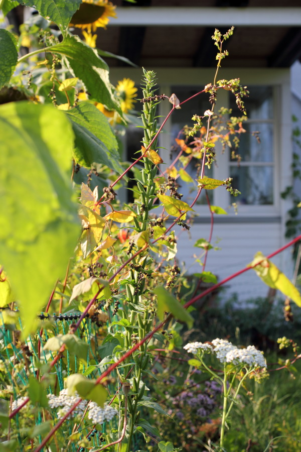 Lokation: Deutschland | Nordrhein-Westfalen | Bergisch Gladbach | Rodemich Kategorien: Permakultur, Datum: 10.08.2012