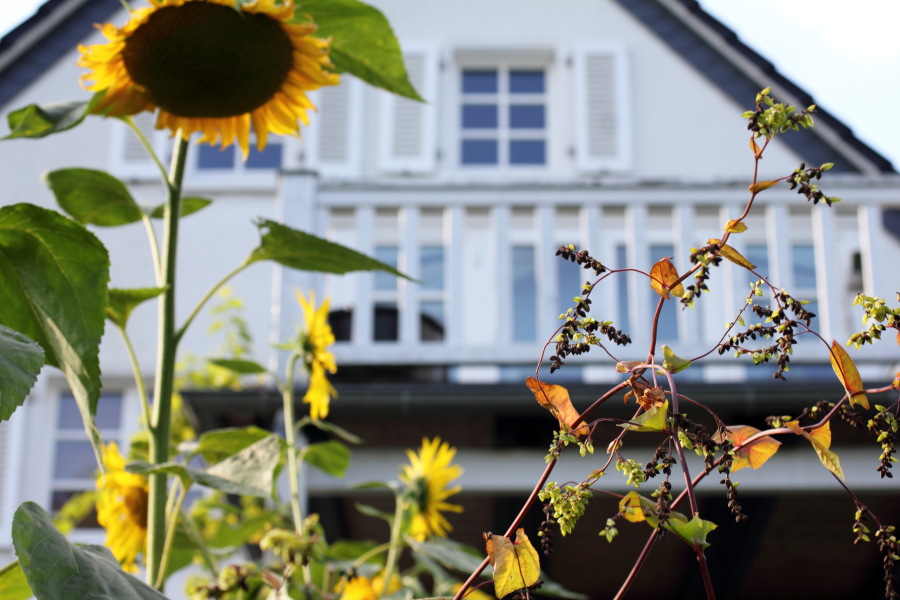 Lokation: Deutschland | Nordrhein-Westfalen | Bergisch Gladbach | Rodemich Kategorien: Permakultur, Datum: 10.08.2012