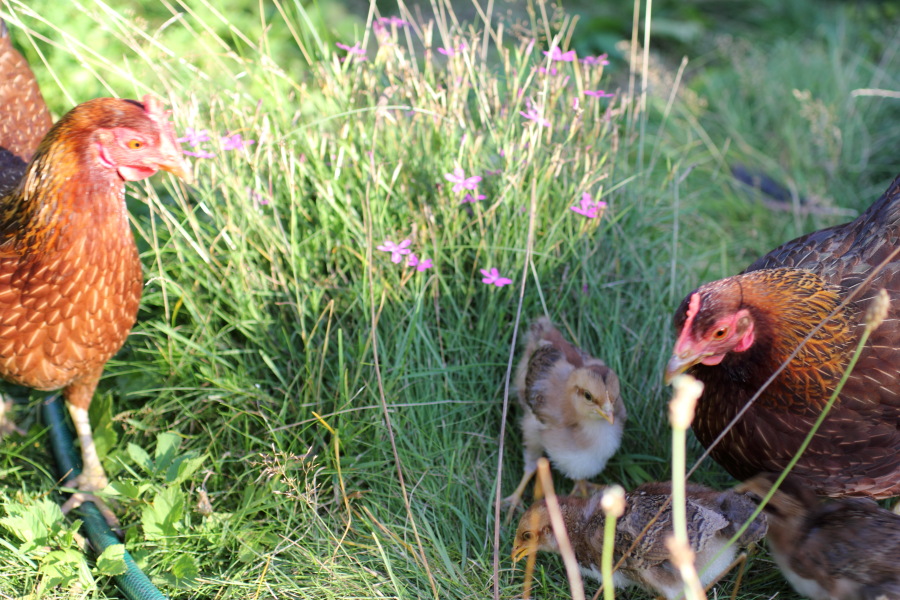 Lokation: Deutschland | Nordrhein-Westfalen | Bergisch Gladbach | Rodemich Kategorien: Hühner, Datum: 18.08.2012