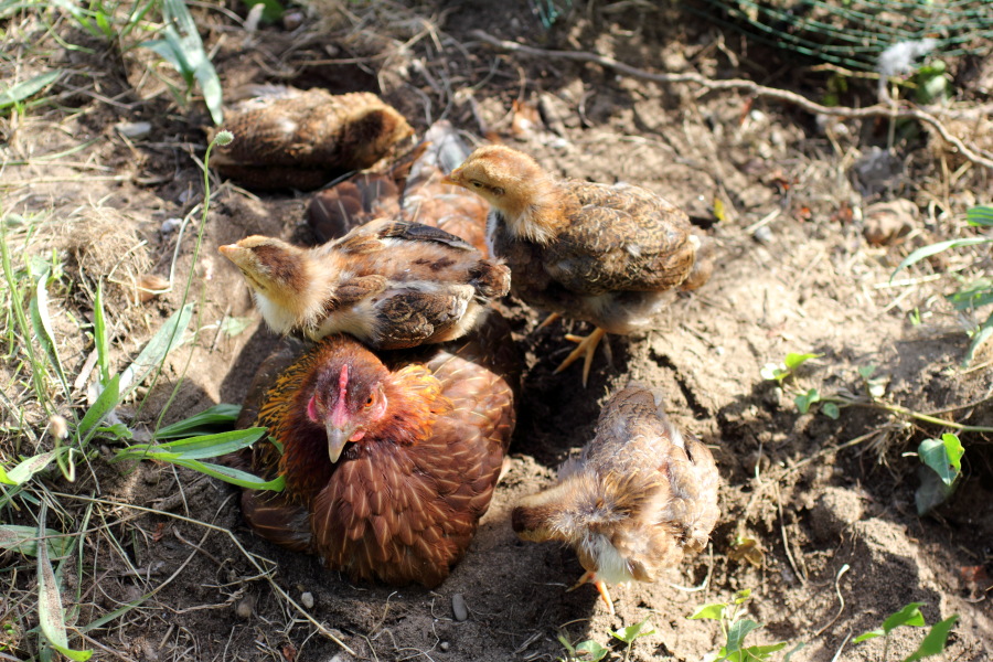 Lokation: Deutschland | Nordrhein-Westfalen | Bergisch Gladbach | Rodemich Kategorien: Hühner, Datum: 27.08.2012