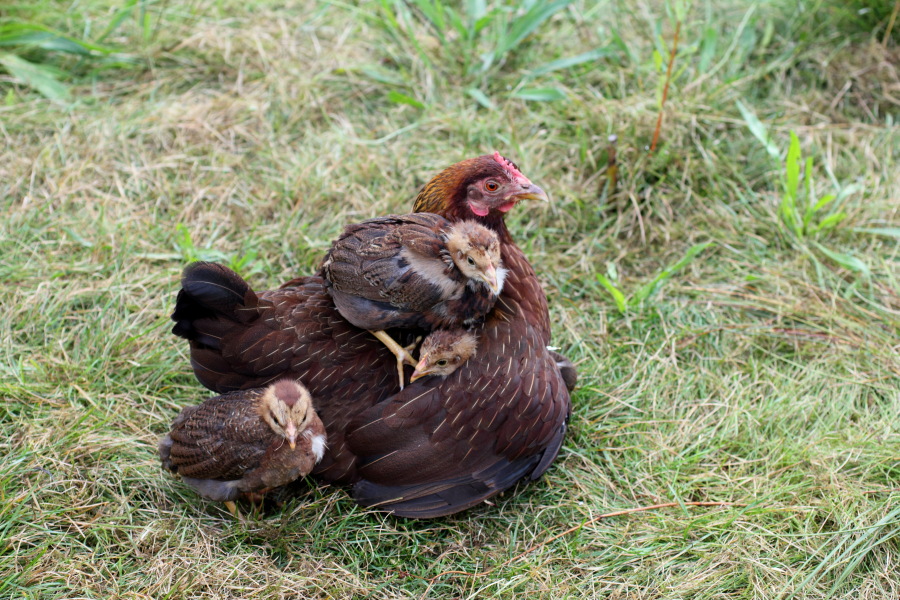 Lokation: Deutschland | Nordrhein-Westfalen | Bergisch Gladbach | Rodemich Kategorien: Hühner, Datum: 02.09.2012