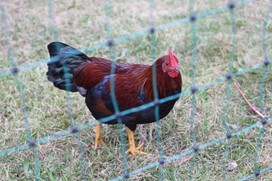 Lokation: Deutschland | Nordrhein-Westfalen | Bergisch Gladbach | Rodemich Kategorien: Hühner, Datum: 13.10.2012