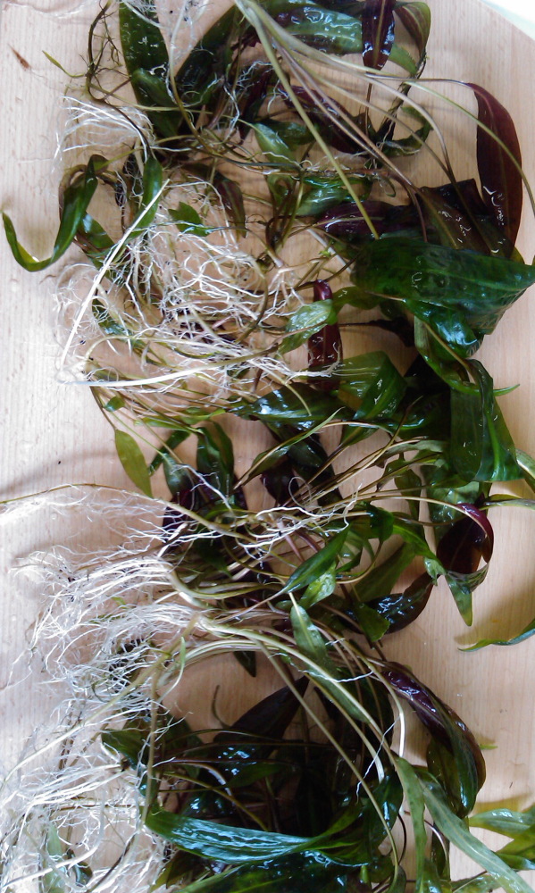 Cryptocoryne affinis, Kategorien: Datum: 22.05.2013