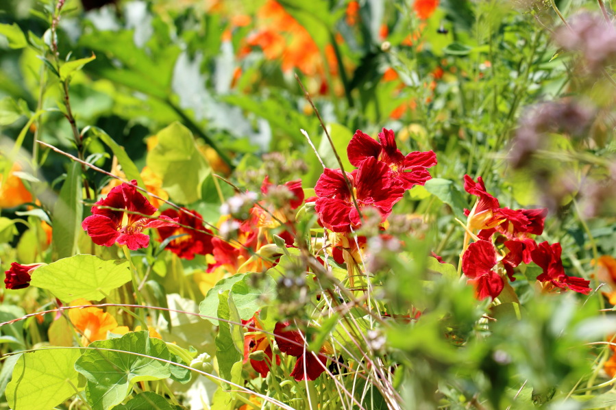 Lokation: Deutschland | Nordrhein-Westfalen | Bergisch Gladbach | Rodemich Kategorien: Naturgarten, Datum: 20.07.2013