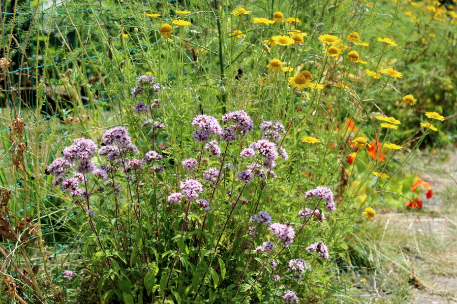 Farbige Zaunbegleiter