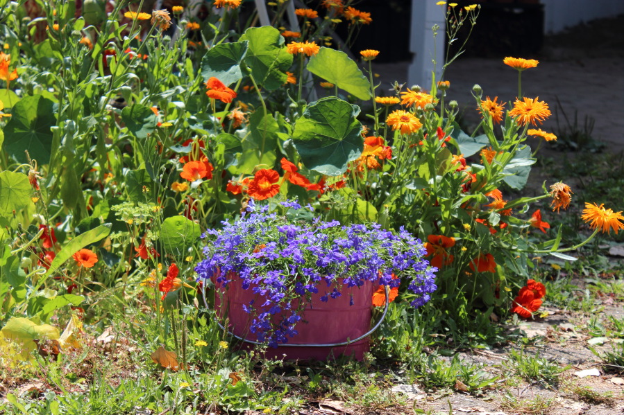 Lokation: Deutschland | Nordrhein-Westfalen | Bergisch Gladbach | Rodemich Kategorien: Garten, Datum: 20.07.2013