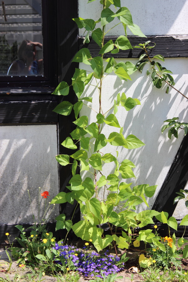 Lokation: Deutschland | Nordrhein-Westfalen | Bergisch Gladbach | Rodemich Kategorien: Permakultur, Datum: 20.07.2013