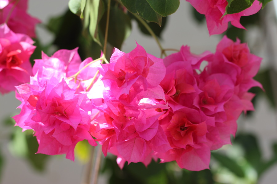 Lokation: Deutschland | Nordrhein-Westfalen | Bergisch Gladbach | Rodemich Kategorien: Zimmerpflanzen, Datum: 21.07.2013