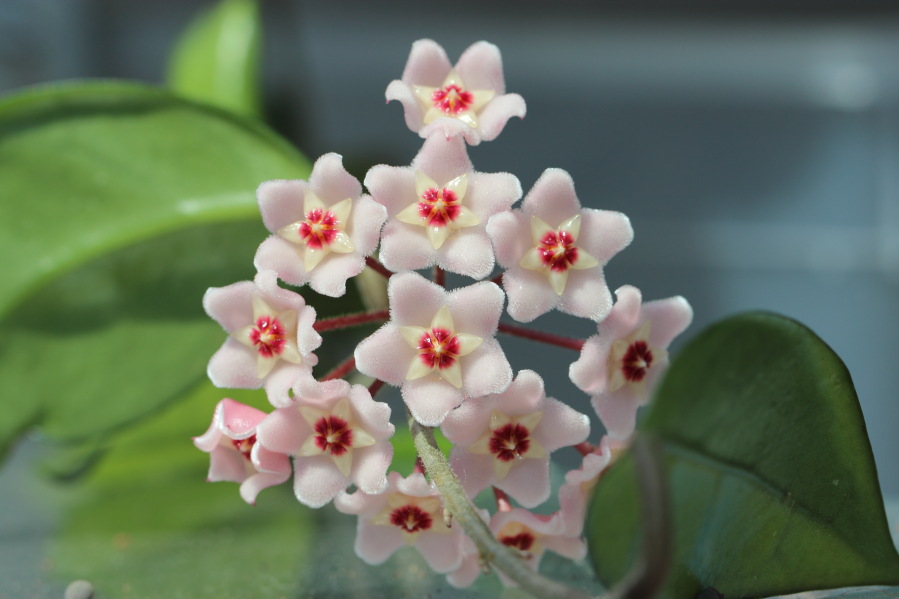 Lokation: Deutschland | Nordrhein-Westfalen | Bergisch Gladbach | Rodemich Kategorien: Zimmerpflanzen, Datum: 21.07.2013