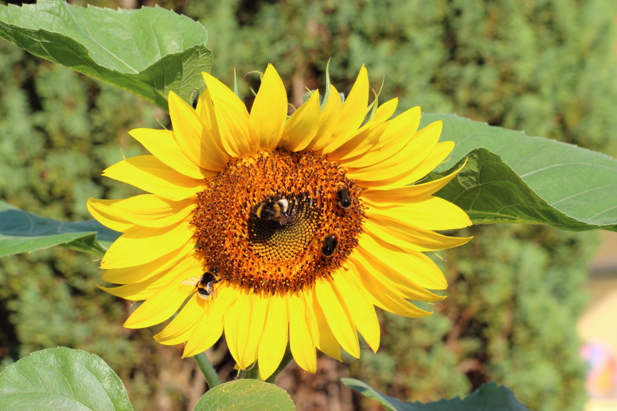 Lokation: Deutschland | Nordrhein-Westfalen | Bergisch Gladbach | Rodemich Kategorien: Blüte, Naturgarten, Datum: 27.07.2013