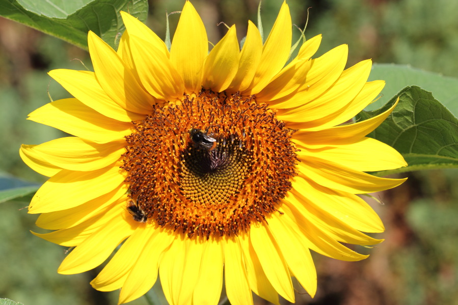 Lokation: Deutschland | Nordrhein-Westfalen | Bergisch Gladbach | Rodemich Kategorien: Blüte, Naturgarten, Datum: 27.07.2013