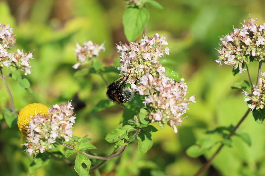 Lokation: Deutschland | Nordrhein-Westfalen | Bergisch Gladbach | Rodemich Kategorien: Naturgarten, Datum: 27.07.2013