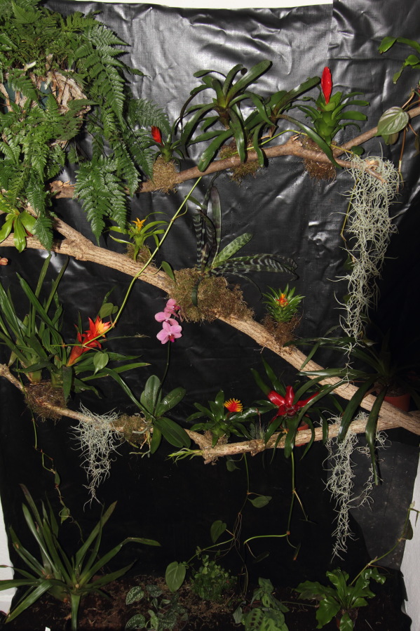 Lokation: Deutschland | Nordrhein-Westfalen | Bergisch Gladbach | Rodemich Kategorien: Pflanzenwand, Datum: 31.03.2013