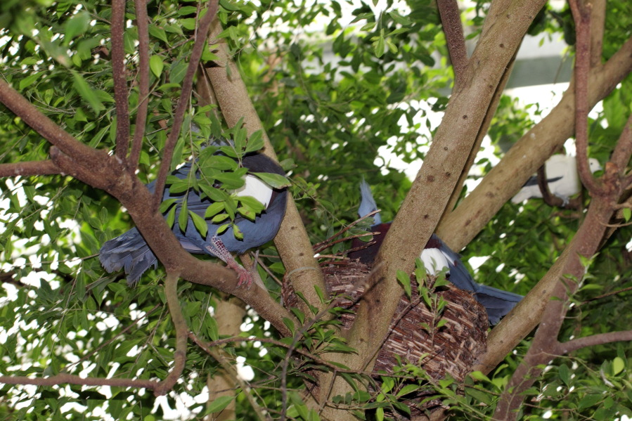 Lokation: Deutschland | Nordrhein-Westfalen | Köln | Riehl Kategorien: Zoo, Datum: 03.04.2013