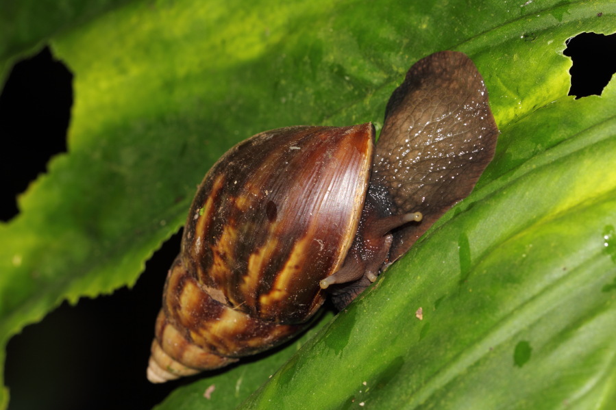 Lokation: Deutschland | Nordrhein-Westfalen | Köln | Riehl Kategorien: Zoo, Datum: 03.04.2013