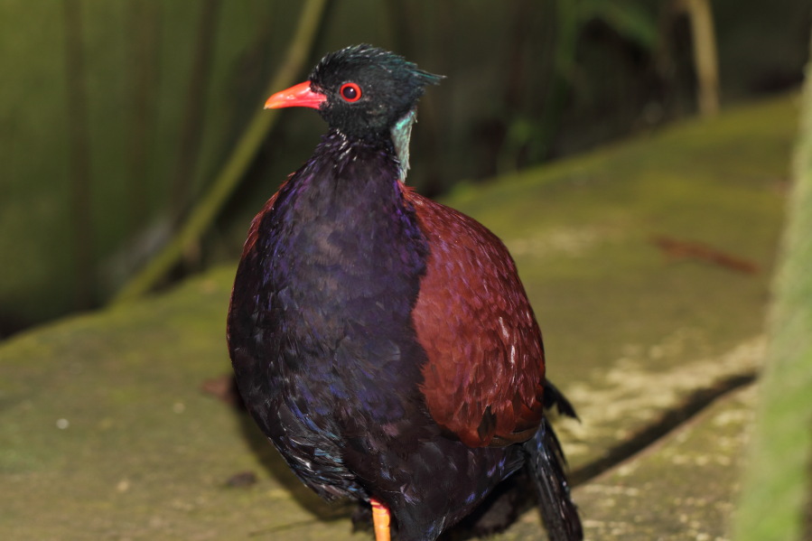 Lokation: Deutschland | Nordrhein-Westfalen | Köln | Riehl Kategorien: Vögel, Zoo, Datum: 03.04.2013