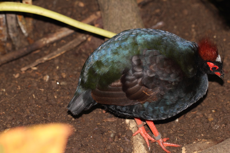 Lokation: Deutschland | Nordrhein-Westfalen | Köln | Riehl Kategorien: Vögel, Zoo, Datum: 03.04.2013