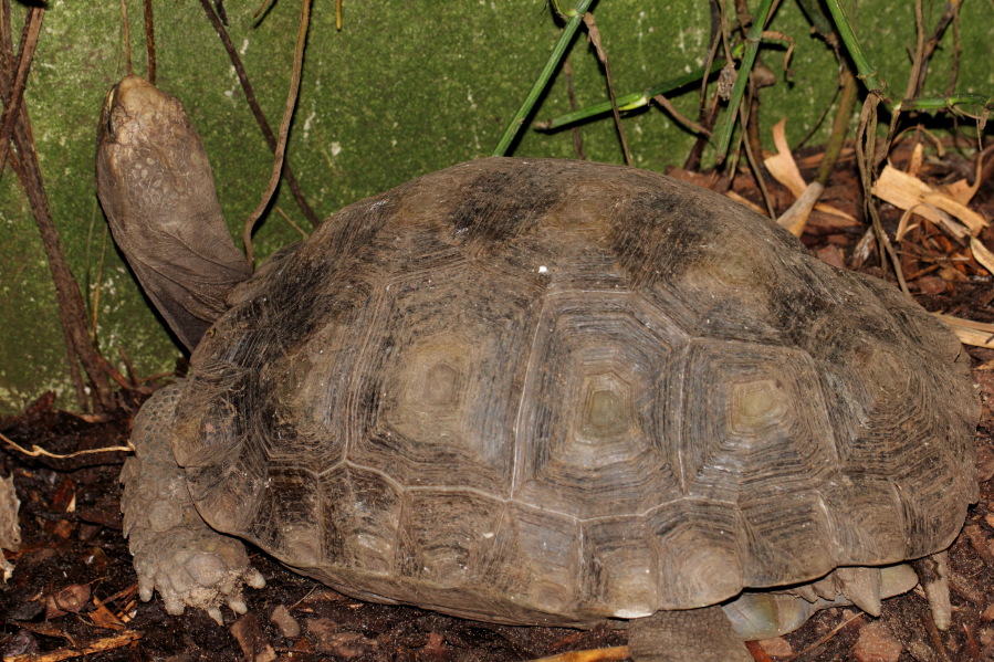 Lokation: Deutschland | Nordrhein-Westfalen | Köln | Riehl Kategorien: Reptilien, Zoo, Datum: 03.04.2013