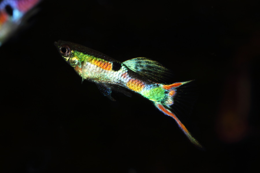 Lokation: Deutschland | Nordrhein-Westfalen | Bergisch Gladbach | Rodemich Kategorien: Fische, Datum: 05.04.2013