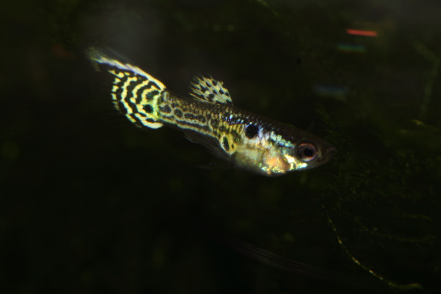 Lokation: Deutschland | Nordrhein-Westfalen | Bergisch Gladbach | Rodemich Kategorien: Fische, Datum: 05.04.2013