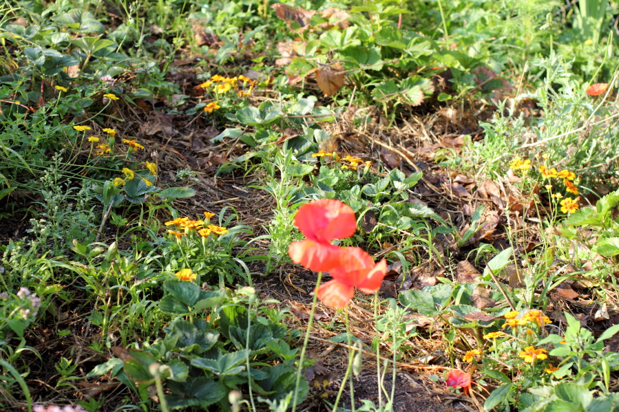 Lokation: Deutschland | Nordrhein-Westfalen | Bergisch Gladbach | Rodemich Kategorien: Permakultur, Datum: 27.07.2013