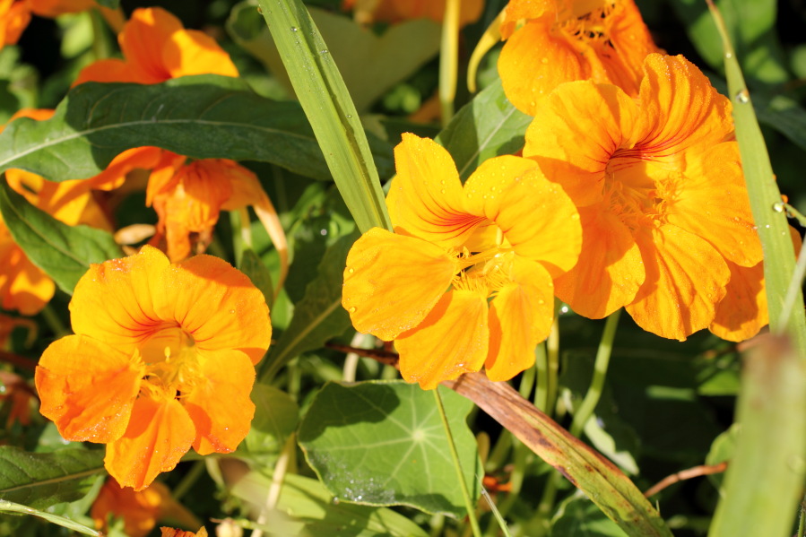 Lokation: Deutschland | Nordrhein-Westfalen | Bergisch Gladbach | Rodemich Kategorien: Blüte, Datum: 27.07.2013