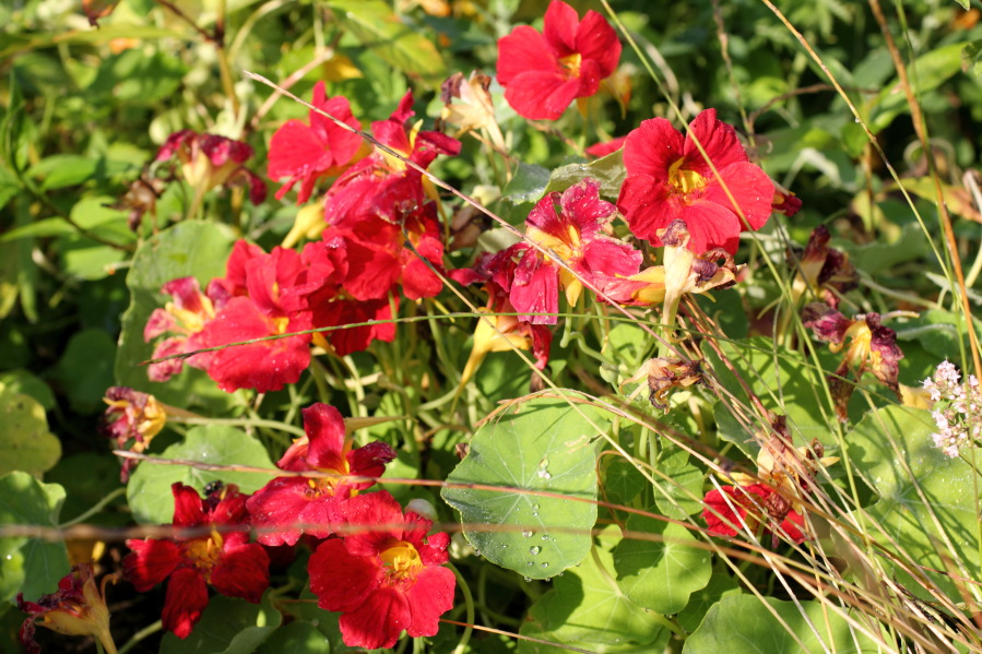 Lokation: Deutschland | Nordrhein-Westfalen | Bergisch Gladbach | Rodemich Kategorien: Naturgarten, Datum: 27.07.2013