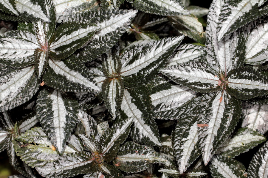 Lokation: Deutschland | Nordrhein-Westfalen | Köln | Riehl Kategorien: Gewächshaus, Datum: 17.09.2013