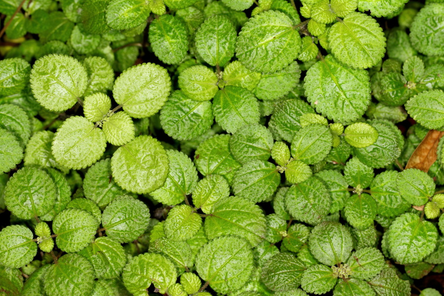 Lokation: Deutschland | Nordrhein-Westfalen | Köln | Riehl Kategorien: Gewächshaus, Datum: 17.09.2013