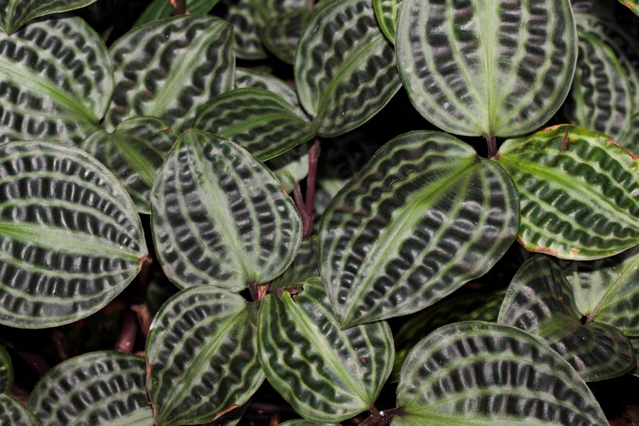 Lokation: Deutschland | Nordrhein-Westfalen | Köln | Riehl Kategorien: Gewächshaus, Datum: 17.09.2013