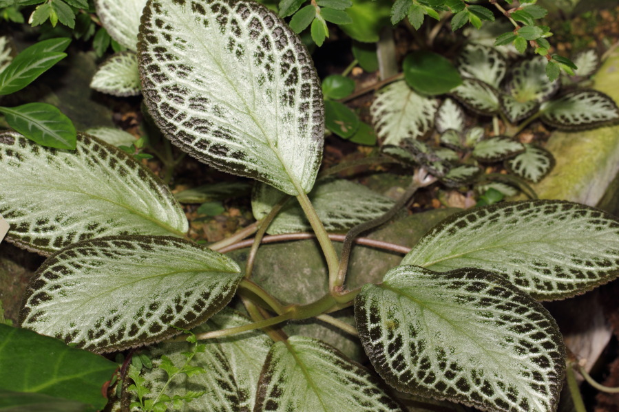 Lokation: Deutschland | Nordrhein-Westfalen | Köln | Riehl Kategorien: Gewächshaus, Datum: 17.09.2013