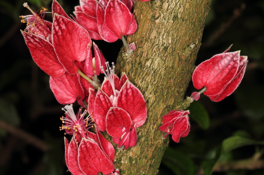 Lokation: Deutschland | Nordrhein-Westfalen | Köln | Riehl Kategorien: Gewächshaus, Datum: 17.09.2013