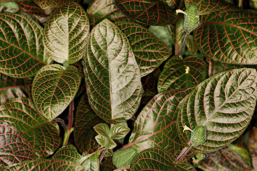 Lokation: Deutschland | Nordrhein-Westfalen | Köln | Riehl Kategorien: Gewächshaus, Datum: 17.09.2013