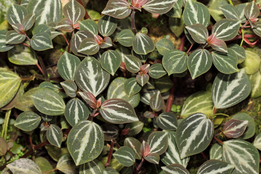 Lokation: Deutschland | Nordrhein-Westfalen | Köln | Riehl Kategorien: Gewächshaus, Datum: 17.09.2013