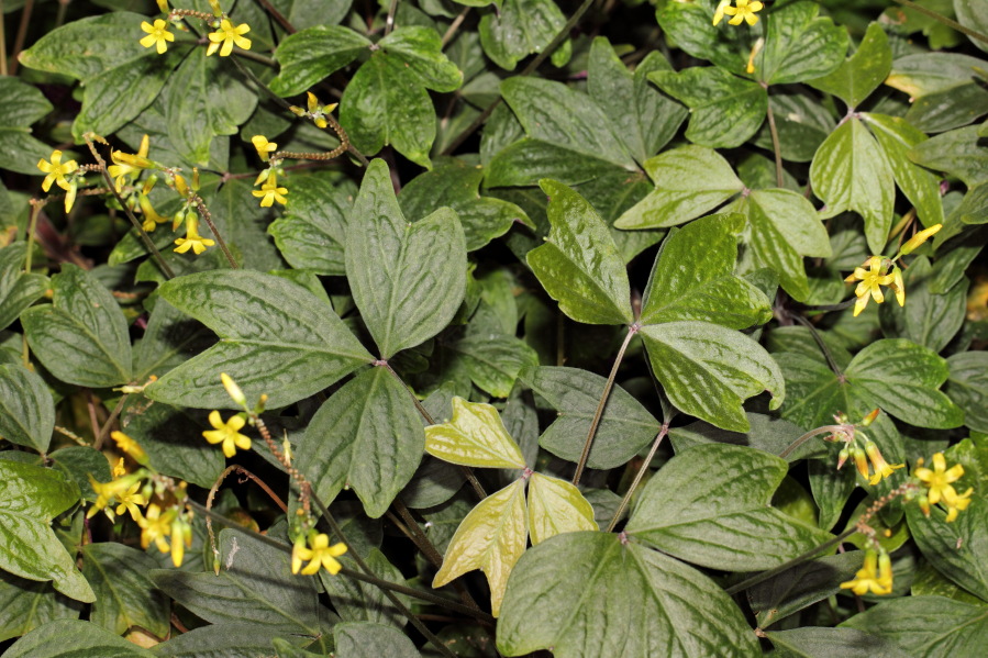 Lokation: Deutschland | Nordrhein-Westfalen | Köln | Riehl Kategorien: Gewächshaus, Datum: 17.09.2013