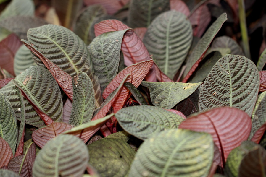 Lokation: Deutschland | Nordrhein-Westfalen | Köln | Riehl Kategorien: Gewächshaus, Datum: 17.09.2013