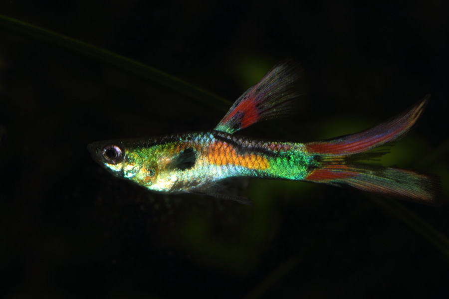 Lokation: Deutschland | Nordrhein-Westfalen | Bergisch Gladbach | Rodemich Kategorien: Fische, Datum: 14.11.2013